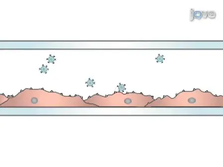 Analysis of Physiologic E-Selectin-Mediated Leukocyte Rolling on Microvascular Endothelium