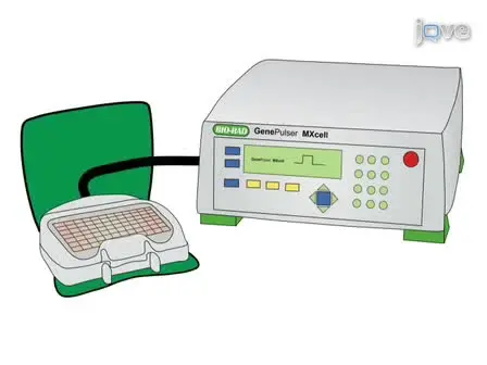 The Preparation of Primary Hematopoietic Cell Cultures From Murine Bone Marrow for Electroporation