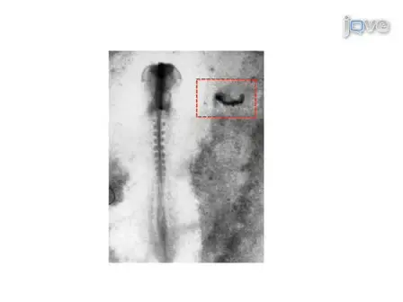 Assay for Neural Induction in the Chick Embryo