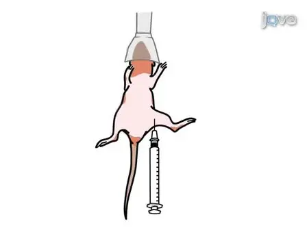 Embryonic Stem Cell-Derived Endothelial Cells for Treatment of Hindlimb Ischemia