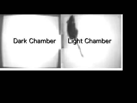 Light/dark Transition Test for Mice