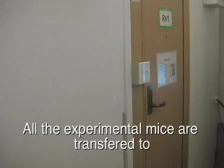 Elevated Plus Maze for Mice