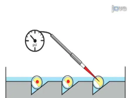 Microinjection of mRNA and Morpholino Antisense Oligonucleotides in Zebrafish Embryos.