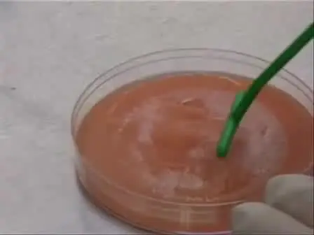 Gibberella zeae Ascospore Production and Collection for Microarray Experiments.