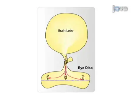 Live Imaging of Glial Cell Migration in the Drosophila Eye Imaginal Disc