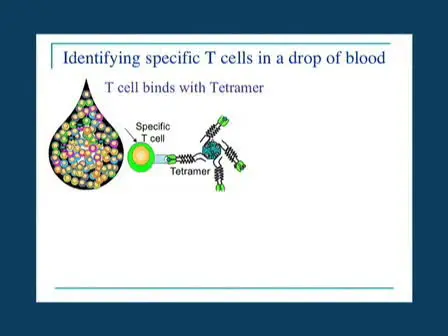 Visualizing Antigen Specific CD4+ T Cells using MHC Class II Tetramers