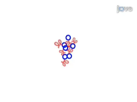 Proteomics to Identify Proteins Interacting with P2X2 Ligand-Gated Cation Channels