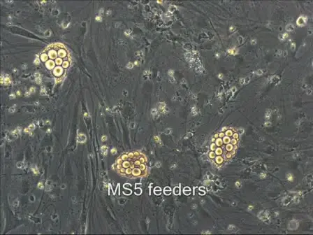 ES Cell-derived Neuroepithelial Cell Cultures