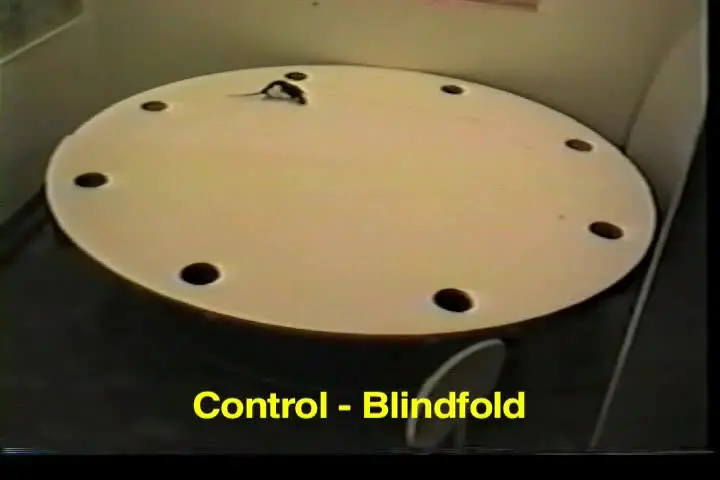 A Video Demonstration of Preserved Piloting by Scent Tracking but Impaired Dead Reckoning After Fimbria-Fornix Lesions in the Rat