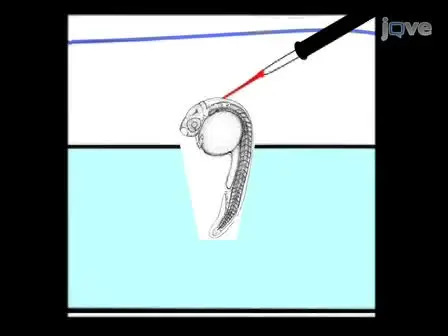 Zebrafish Brain Ventricle Injection