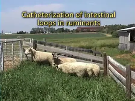 Catheterization of Intestinal Loops in Ruminants
