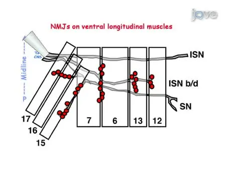 Electrophysiological Recording in the <em>Drosophila</em> Embryo