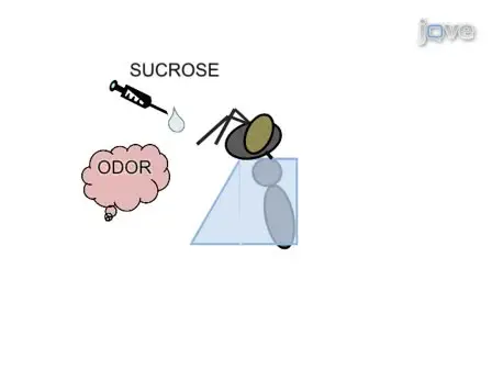 <em>In vivo</em> Ca<sup>2+</sup>- Imaging of Mushroom Body Neurons During Olfactory Learning in the Honey Bee