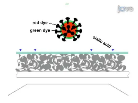 Method for Measurement of Viral Fusion Kinetics at the Single Particle Level