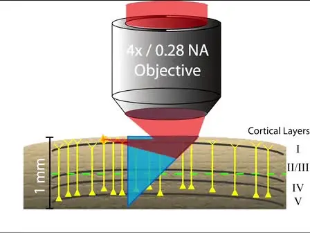 <em>In vivo</em> Imaging of Deep Cortical Layers using a Microprism