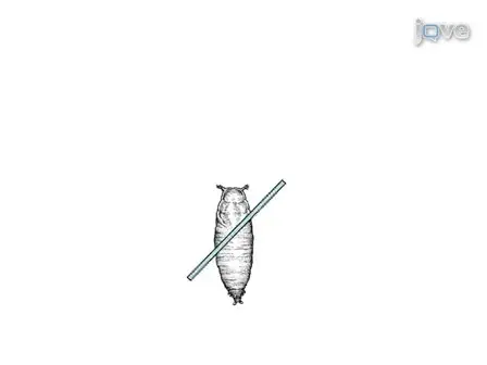 Mesoscopic Fluorescence Tomography for <em>In-vivo</em> Imaging of Developing <em>Drosophila</em>