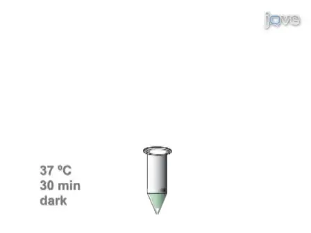 Use of the Protease Fluorescent Detection Kit to Determine Protease Activity