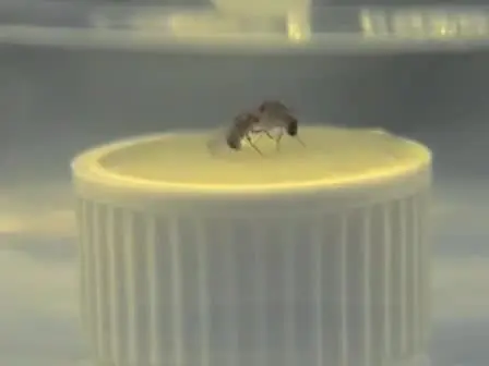 Studying Aggression in Drosophila (fruit flies)