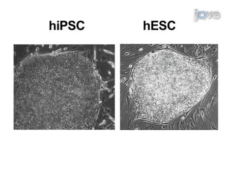 Generation of Induced Pluripotent Stem Cells by Reprogramming Human Fibroblasts with the Stemgent Human TF Lentivirus Set