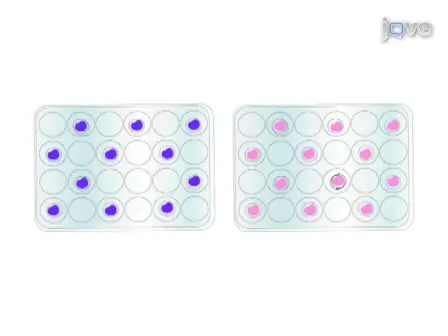 A Technique to Simultaneously Visualize Virus-Specific CD8+ T Cells and Virus-Infected Cells <em>In situ</em>