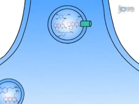 Dopamine Release at Individual Presynaptic Terminals Visualized with FFNs