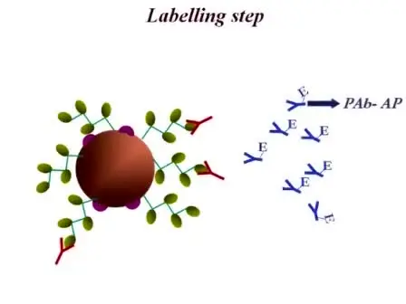 ELIME (Enzyme Linked Immuno Magnetic Electrochemical) Method for Mycotoxin Detection