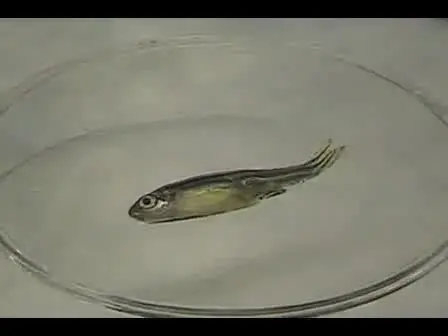 Transplantation of Whole Kidney Marrow in Adult Zebrafish