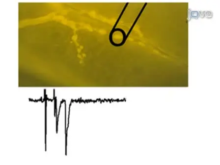 Historical View and Physiology Demonstration at the NMJ of the Crayfish Opener Muscle