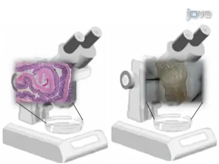Murine Colitis Modeling using Dextran Sulfate Sodium (DSS)