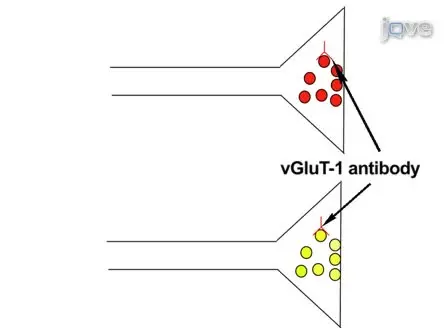 Presynaptically Silent Synapses Studied with Light Microscopy