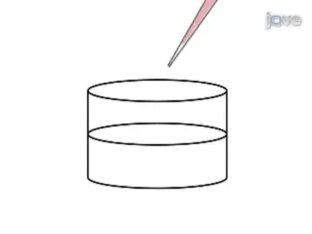 PuraMatrix Encapsulation of Cancer Cells