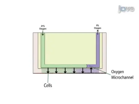 Fabrication and Operation of an Oxygen Insert for Adherent Cellular Cultures 