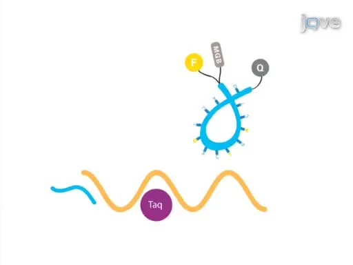 Quantitative Real-Time PCR using the Thermo Scientific Solaris qPCR Assay