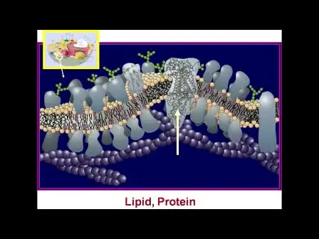 Crystallizing Membrane Proteins for Structure Determination using Lipidic Mesophases