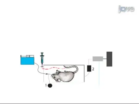 A Reversible, Non-invasive Method for Airway Resistance Measurements and Bronchoalveolar Lavage Fluid Sampling in Mice