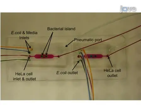 Microfluidic Co-culture of Epithelial Cells and Bacteria for Investigating Soluble Signal-mediated Interactions
