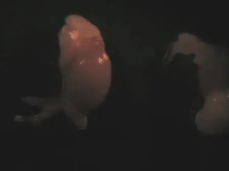 Harvesting Sperm and Artificial Insemination of Mice