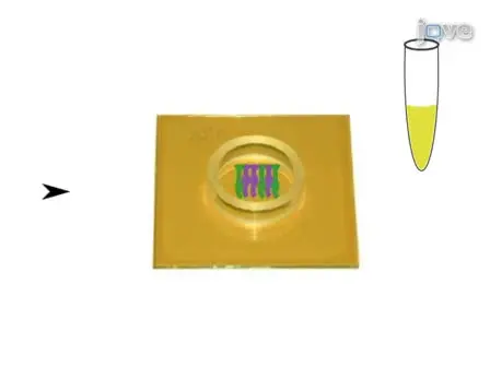 Multielectrode Array Recordings of the Vomeronasal Epithelium