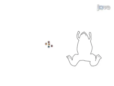 Fertilization of <em>Xenopus oocytes</em> using the Host Transfer Method