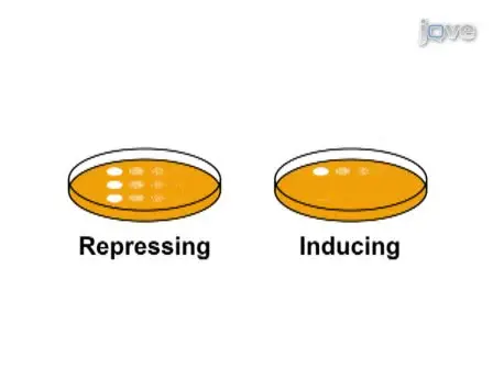 Identification of Growth Inhibition Phenotypes Induced by Expression of Bacterial Type III Effectors in Yeast