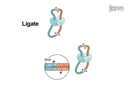 Hi-C: A Method to Study the Three-dimensional Architecture of Genomes.