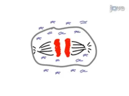 Time-lapse Imaging of Mitosis After siRNA Transfection