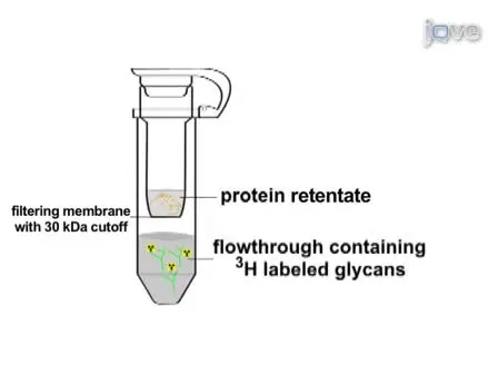 Pulse-chase Analysis of N-linked Sugar Chains from Glycoproteins in Mammalian Cells