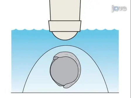 Two-Photon-Based Photoactivation in Live Zebrafish Embryos