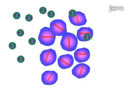 Using an Automated Cell Counter to Simplify Gene Expression Studies: siRNA Knockdown of IL-4 Dependent Gene Expression in Namalwa Cells