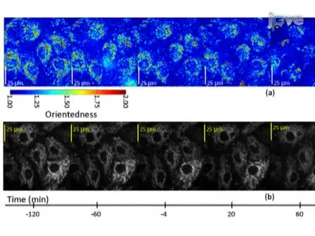 Optical Scatter Microscopy Based on Two-Dimensional Gabor Filters