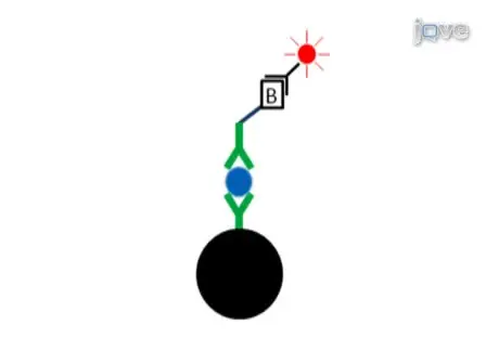 Rapid Homogeneous Detection of Biological Assays Using Magnetic Modulation Biosensing System
