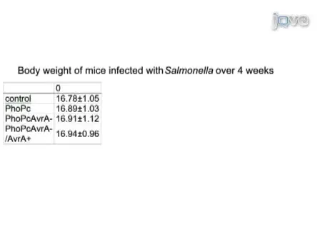 Chronic <em>Salmonella</em> Infected Mouse Model