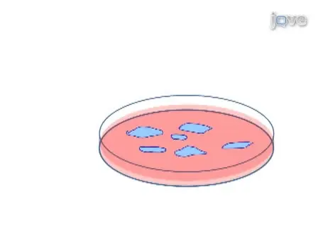 Derivation of Mouse Trophoblast Stem Cells from Blastocysts
