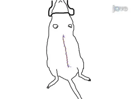 Orthotopic Aortic Transplantation: A Rat Model to Study the Development of Chronic Vasculopathy
